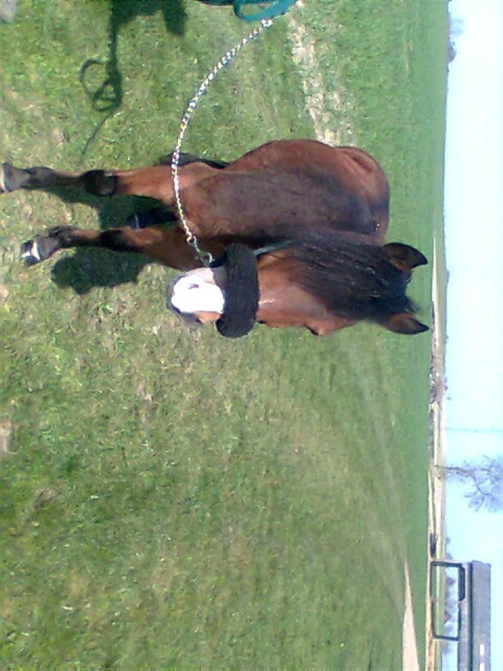 Anden særlig race Julianebjergs Fadango billede 15