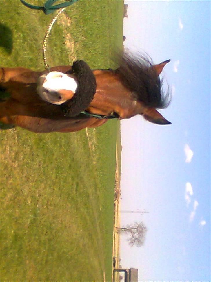 Anden særlig race Julianebjergs Fadango billede 16