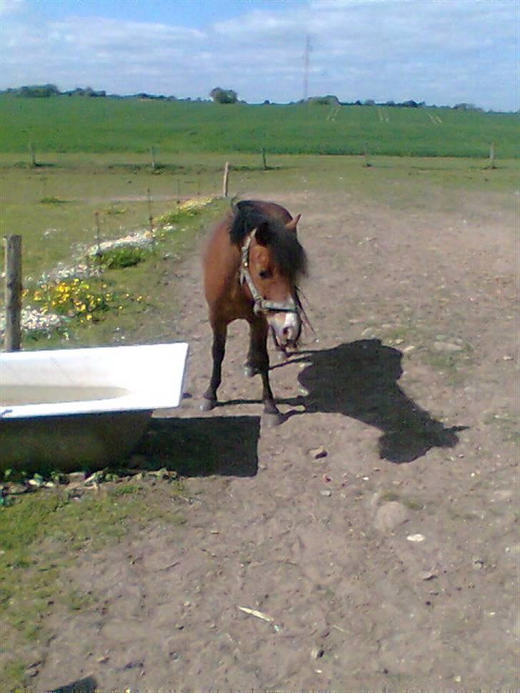 Anden særlig race Julianebjergs Fadango billede 17