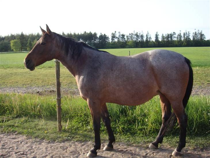 {{currentPhoto.altText}} billede {{currentPhoto.number}}