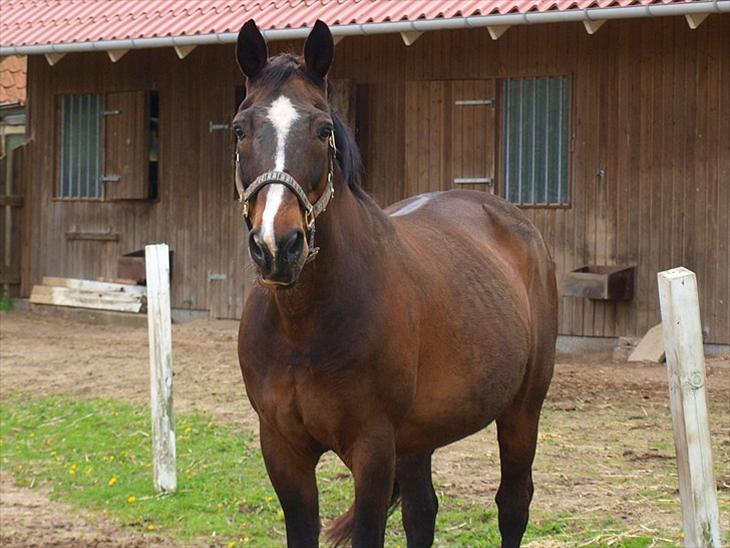 {{currentPhoto.altText}} billede {{currentPhoto.number}}