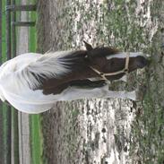 Anden særlig race Prins Engholm