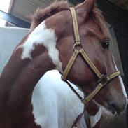 Anden særlig race Pinaro - (SOLGT)