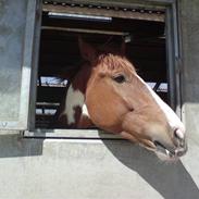 Anden særlig race Pinaro - (SOLGT)