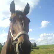 Anden særlig race Hope R.I.P<3