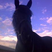 Anden særlig race Nilco