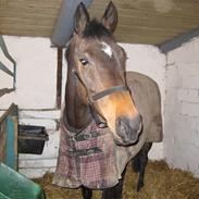 Dansk Varmblod Jutlandias Parfait