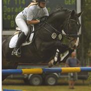 Fuldblod (XX) Dorado Diablo