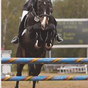 Fuldblod (XX) Dorado Diablo