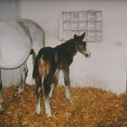 Fuldblod (XX) Dorado Diablo