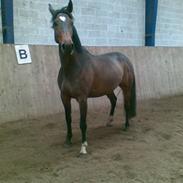 Dansk Varmblod Make My Day 