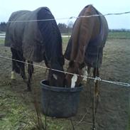 Dansk Varmblod Make My Day 