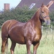 Anden særlig race Jack