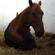 Anden særlig race Jack