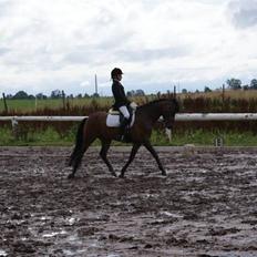 Tysk Sportspony Nephew