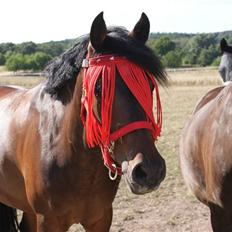 Tysk Sportspony Nephew