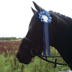 Tysk Sportspony Nephew