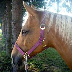 Anden særlig race Cabosa<3 Solgt <3 :)