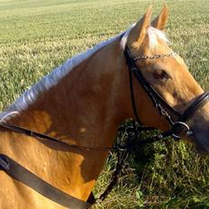 Anden særlig race Cabosa<3 Solgt <3 :)