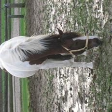 Anden særlig race Prins Engholm