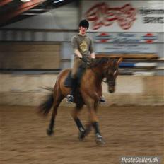 Dansk Varmblod Ellegaard's Chassé