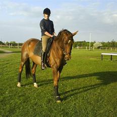 Dansk Varmblod Ellegaard's Chassé