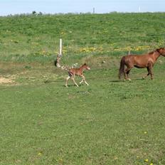 Anden særlig race Halkærs Master-Piece<3