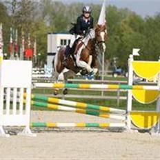 Hollandsk Sportspony Toftegårdens Indi-Go