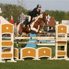 Hollandsk Sportspony Toftegårdens Indi-Go