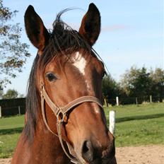 Dansk Varmblod Lady Leonora