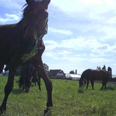 Dansk Varmblod Lady Leonora