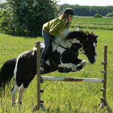 Irish Cob | Rain | 