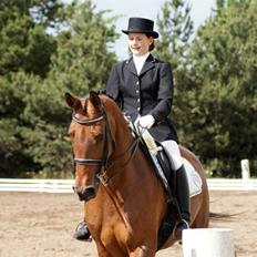 Hollandsk Varmblod Paradis - Solgt - R.I.P.