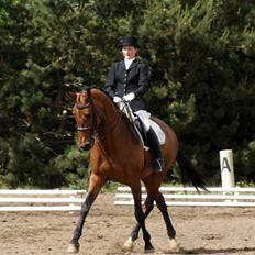 Hollandsk Varmblod Paradis - Solgt - R.I.P.