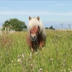 Shetlænder Dotzauers Frederik