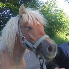 Shetlænder Dotzauers Frederik