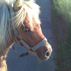Shetlænder Dotzauers Frederik