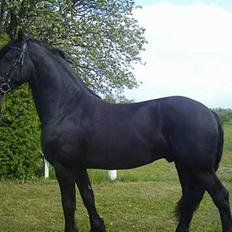 Frieser Jisk fan è Drifte