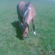 Anden særlig race Surprise R.I.P.