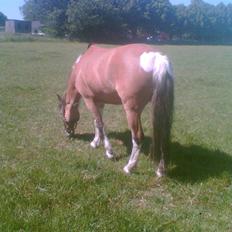 Anden særlig race Surprise R.I.P.