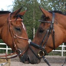 Hollandsk Varmblod Purple KWPN