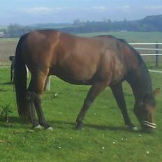 Dansk Varmblod Jackpot (SOLGT)