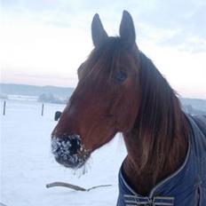 Dansk Varmblod Jackpot (SOLGT)