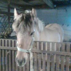 Anden særlig race Shanita Solgt :(