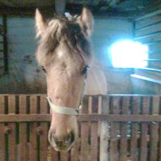 Anden særlig race Shanita Solgt :(