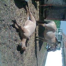 Anden særlig race Shanita Solgt :(