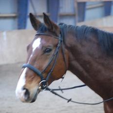 Dansk Varmblod Ulixes