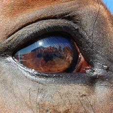 Dansk Varmblod Ulixes