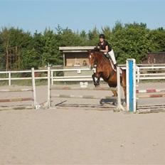 Dansk Varmblod Ulixes