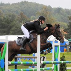 Dansk Varmblod Lille Sandagers Corona 